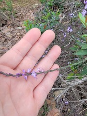 Verbena menthifolia