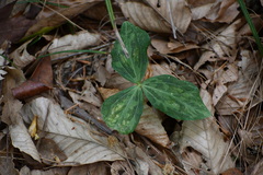 Trillium gracile