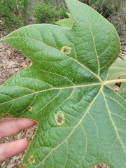 Ectoedemia platanella group