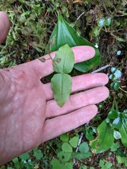 Neottia banksiana