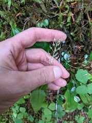 Neottia banksiana