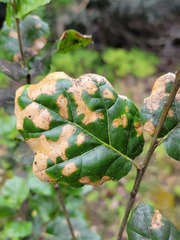 Sphaerulina quercicola