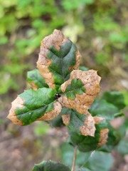 Sphaerulina quercicola