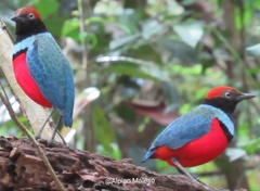 Sula Pitta photo 1