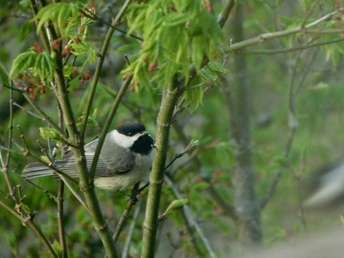 Carolina Chickadee photographed in North Carolina