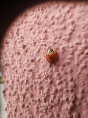 Harmonia axyridis
