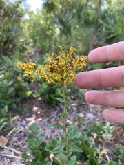 Solidago chapmanii image
