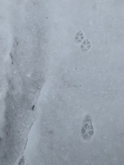 Vulpes vulpes fulvus