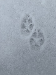 Vulpes vulpes fulvus