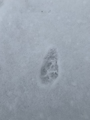 Vulpes vulpes fulvus