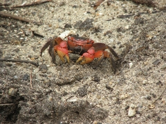 Neosarmatium meinerti