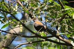 Turdus rubrocanus