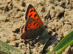 Lycaena phlaeas hypophlaeas