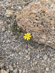 Eriophyllum ambiguum