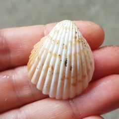 Trachycardium procerum