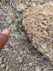 Eriophyllum ambiguum