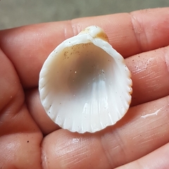 Trachycardium procerum