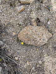 Eriophyllum ambiguum