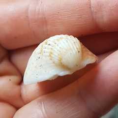 Trachycardium procerum