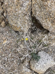 Eriophyllum ambiguum