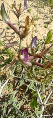 Astragalus sanctus
