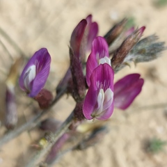 Astragalus sanctus