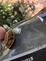 Pseudemys alabamensis