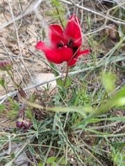 Tulipa systola
