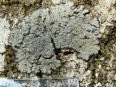 Fuscopannaria sorediata