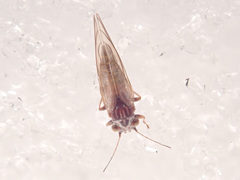 Cacopsylla melanoneura