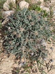 Centaurea aegyptiaca