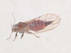 Cacopsylla melanoneura