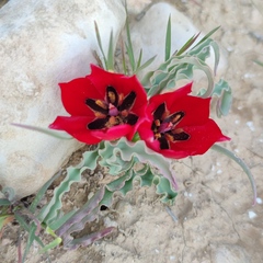 Tulipa systola