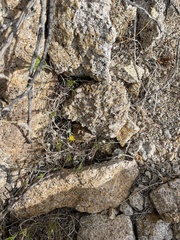 Eriophyllum ambiguum