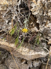 Eriophyllum ambiguum
