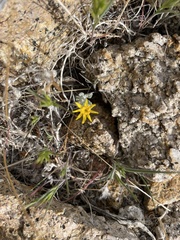 Eriophyllum ambiguum