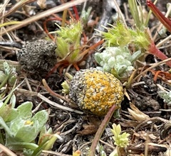 Caloplaca subpyraceella