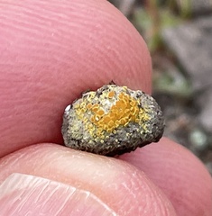 Caloplaca subpyraceella