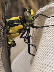 Octogomphus specularis