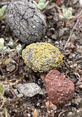 Caloplaca subpyraceella