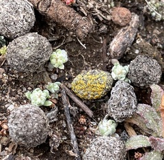 Caloplaca subpyraceella