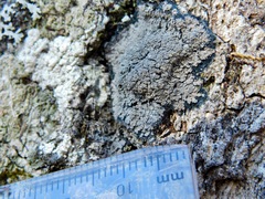 Fuscopannaria sorediata