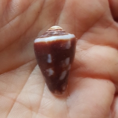 Conus purpurascens