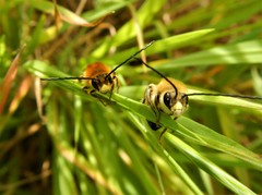 Eucera longicornis