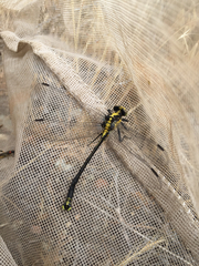 Octogomphus specularis