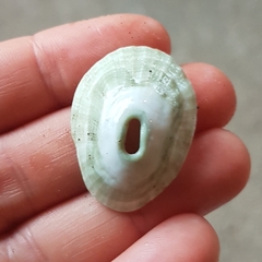 Fissurella virescens