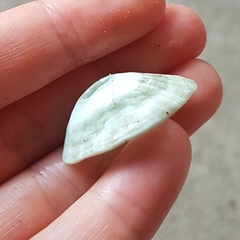 Fissurella virescens