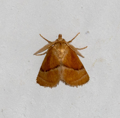 Euprosterna pernambuconis