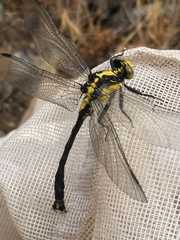 Octogomphus specularis