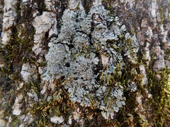 Heterodermia squamulosa